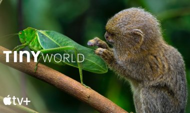 Phim tài liệu "Tini World" chính thức ra mắt trên Apple TV+