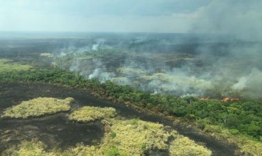 Tim Cook cho biết Apple sẽ quyên góp để bảo tồn và khôi phục lại rừng Amazon sau đám cháy khủng khiếp vừa diễn ra.